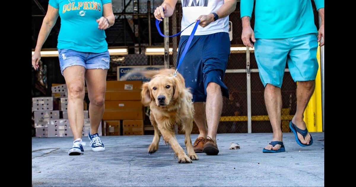 One of the 20 golden retrievers rescued from China is walked out to its new family.