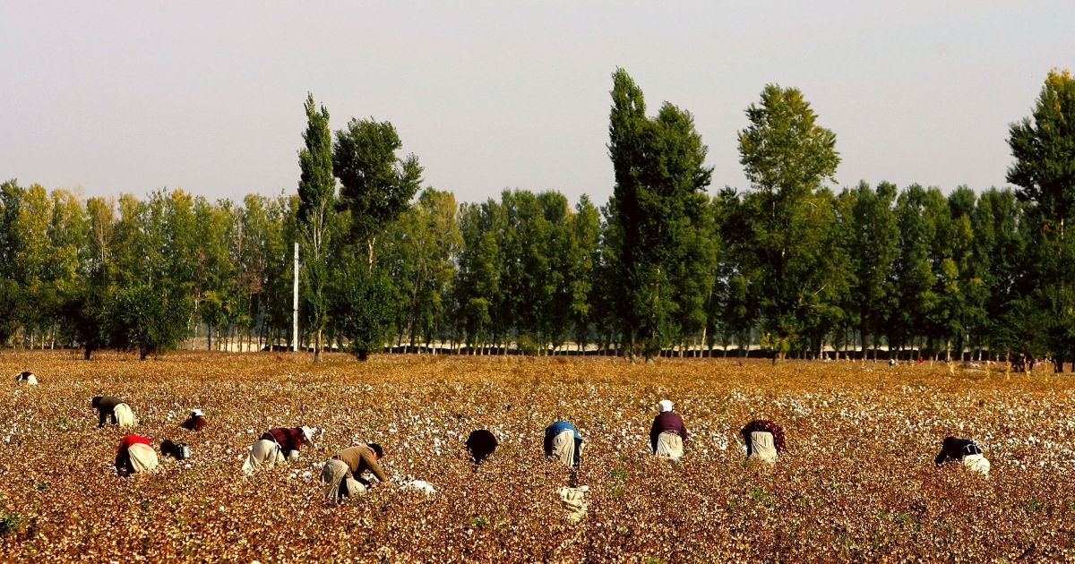 Migrant workers pick cotton