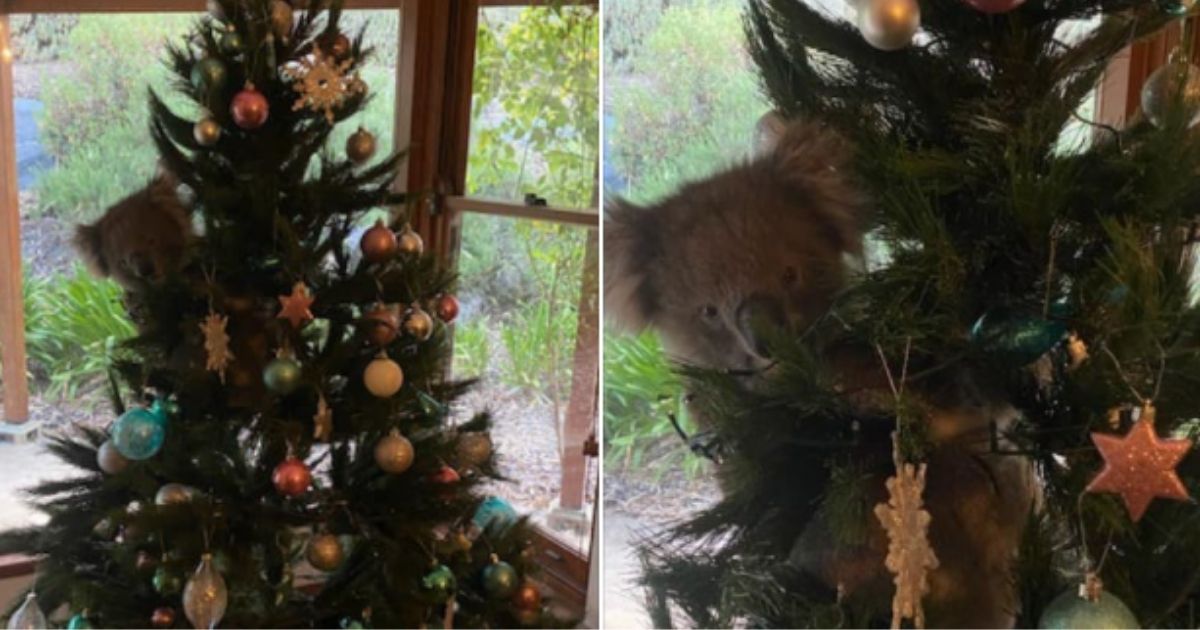 Side-by-side pictures show the koala that wandered into Amanda McCormick’s house and decided to climb the family Christmas tree.