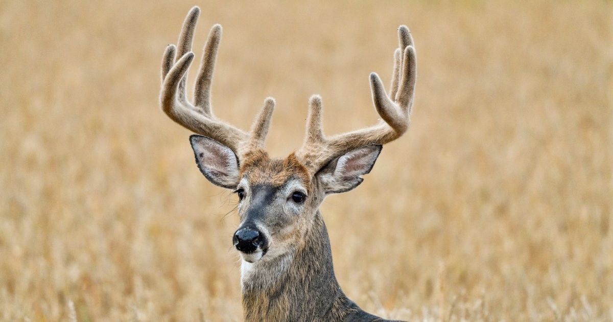 This stock photo captures a whitetail buck standing in a wheat field.