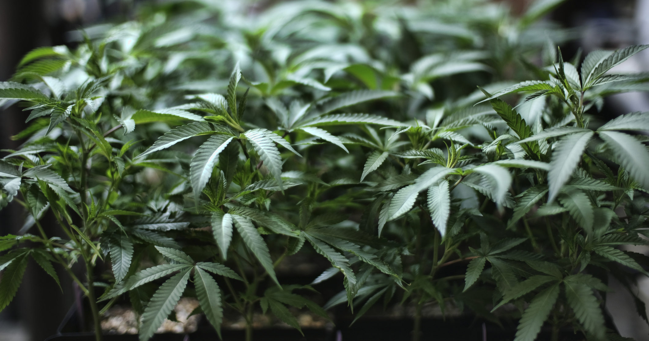 In this Aug. 15, 2019, file photo, marijuana grows at an indoor cannabis farm in Gardena, California.