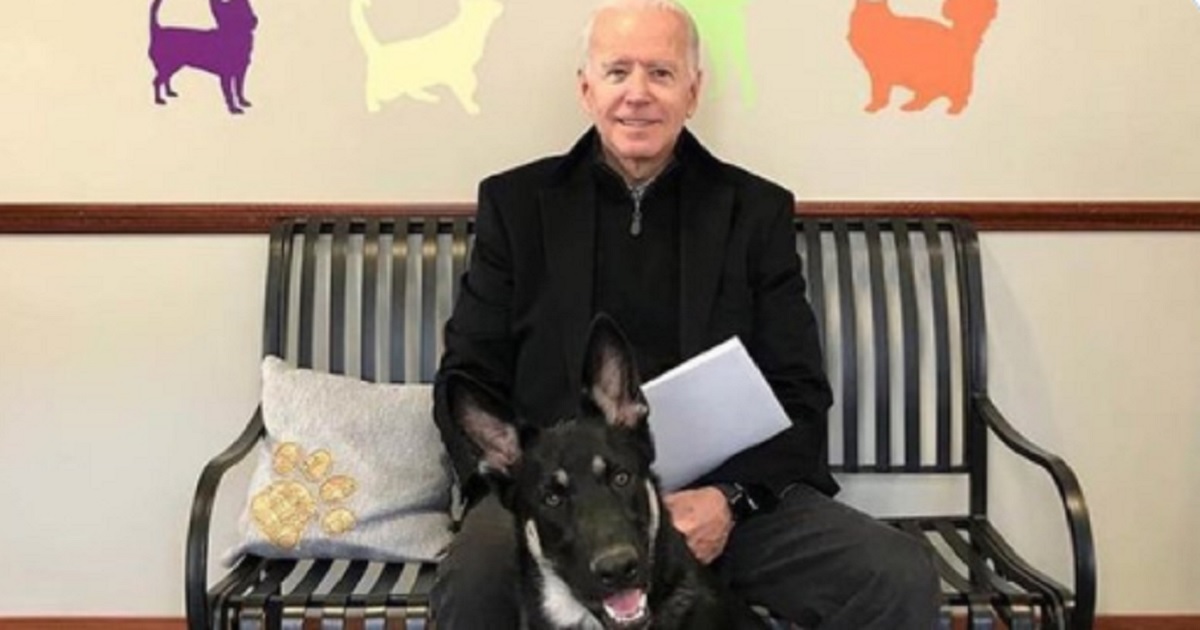 Former Vice President Joe Biden is pictured with Major, a German shepherd rescue dog.