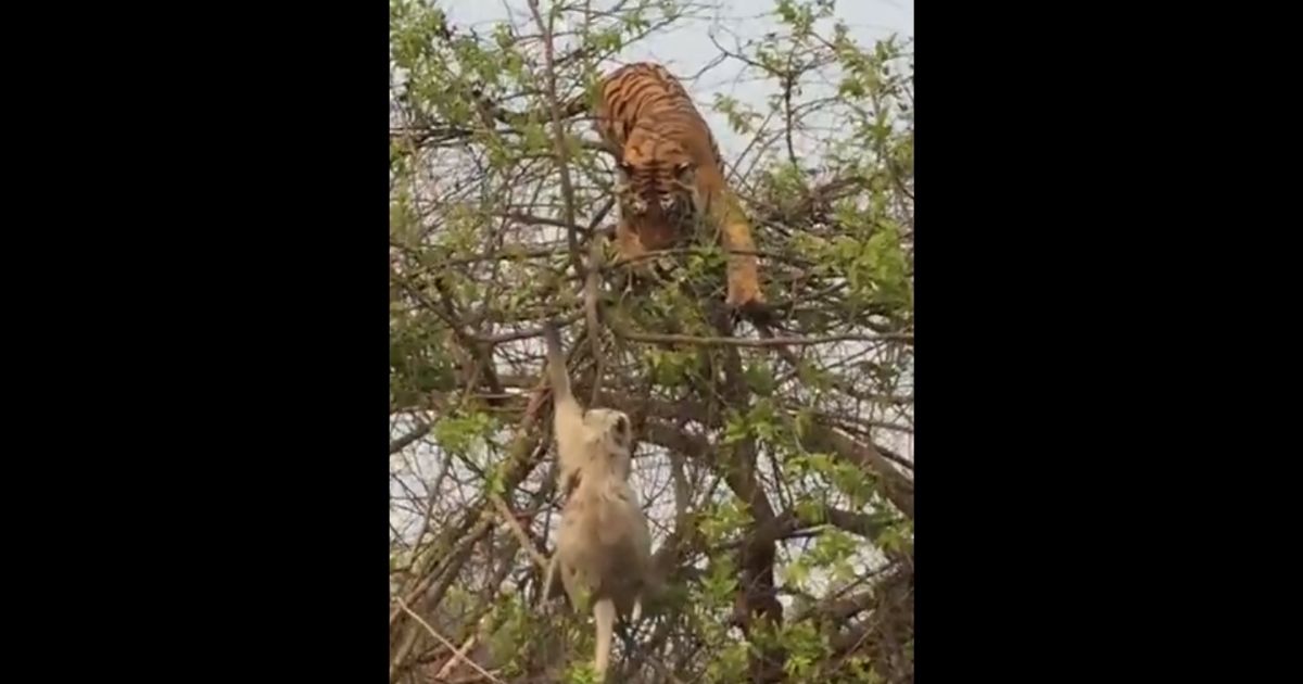 A tiger closes in on a monkey, seconds before the hunt disastrously collapses.