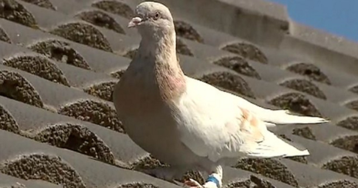 A pigeon dubbed "Joe" after President-elect Joe Biden was found in an Australian backyard.