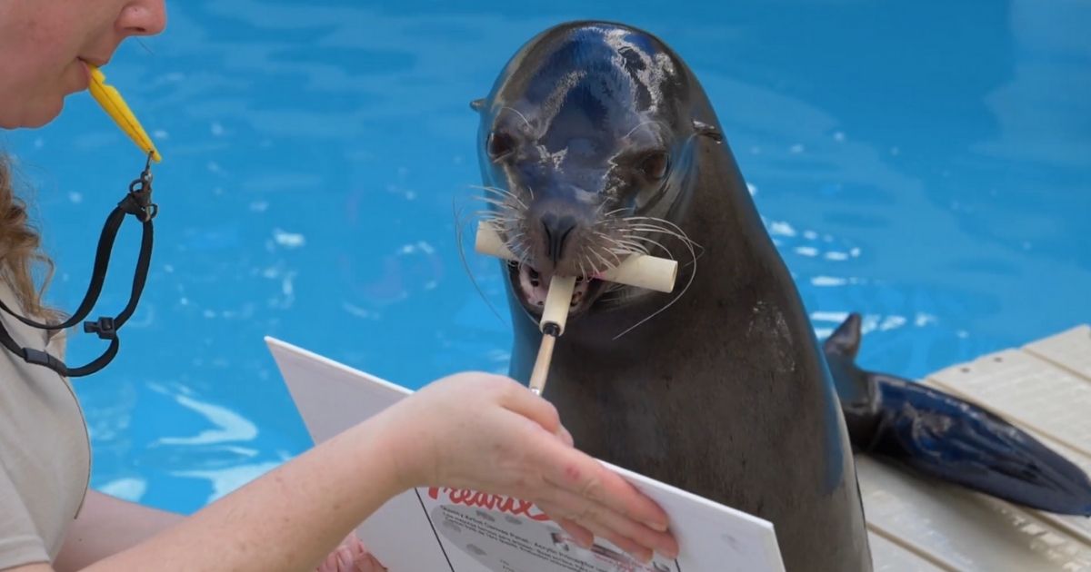 A sea lion paints on a canvas with the help of a trainer at the Houston Zoo.