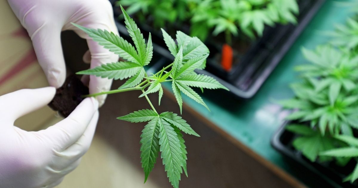 A person holds a marijuana plant in the stock image above.