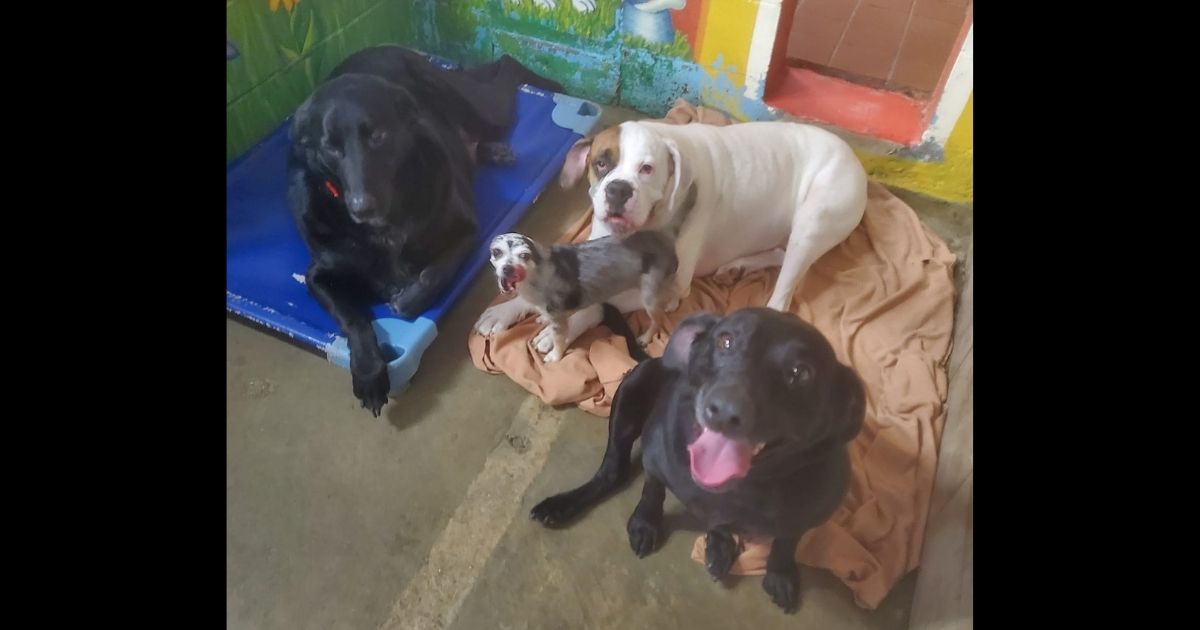 Four dogs are now homeless after both owners passed away from COVID.
