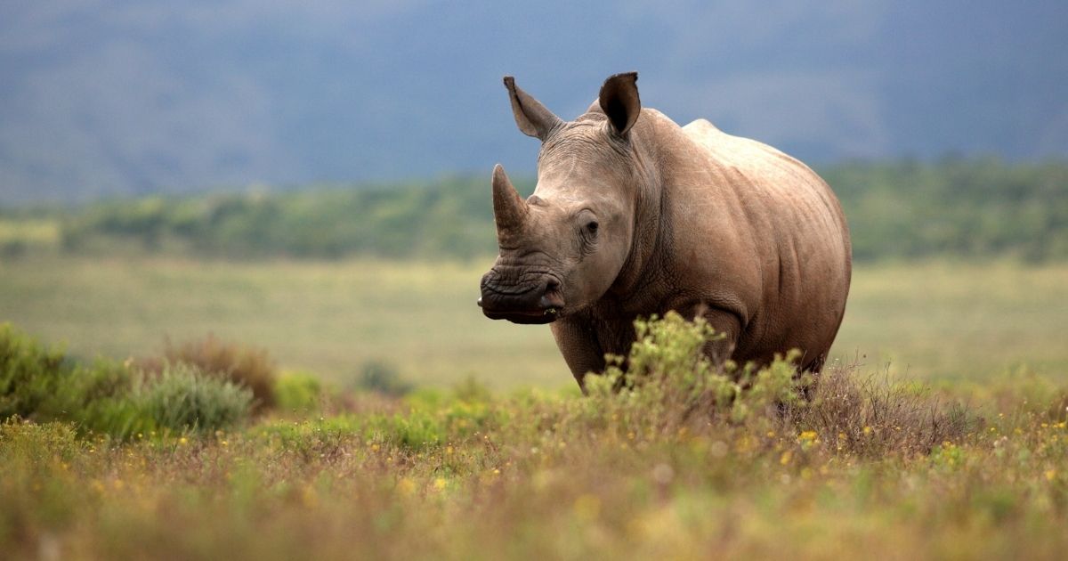 A white rhinoceros grazes in an open field in South Africa.
