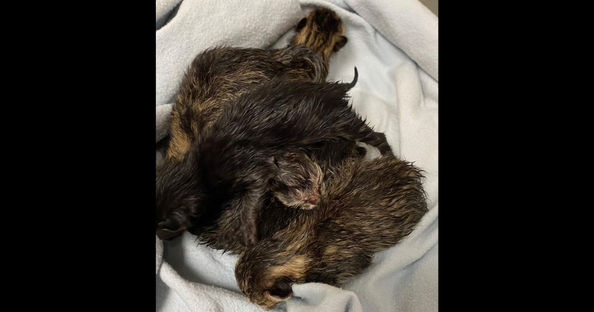 The kittens that were found, along with their mother, abandoned on a church doorstep in Ohio.