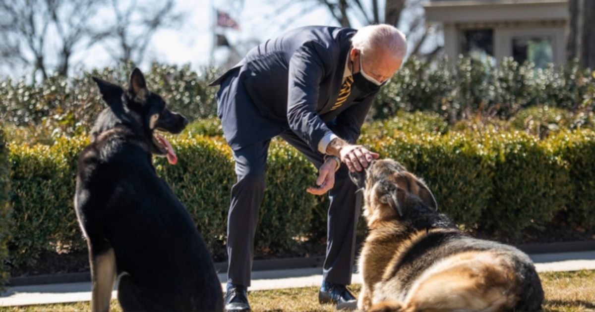President Joe Biden’s two German shepherd dogs have been shipped back to his private residence in Wilmington, Delaware, after they were reportedly aggressive and one of them, an adopted dog named Major, bit a member of White House security.
