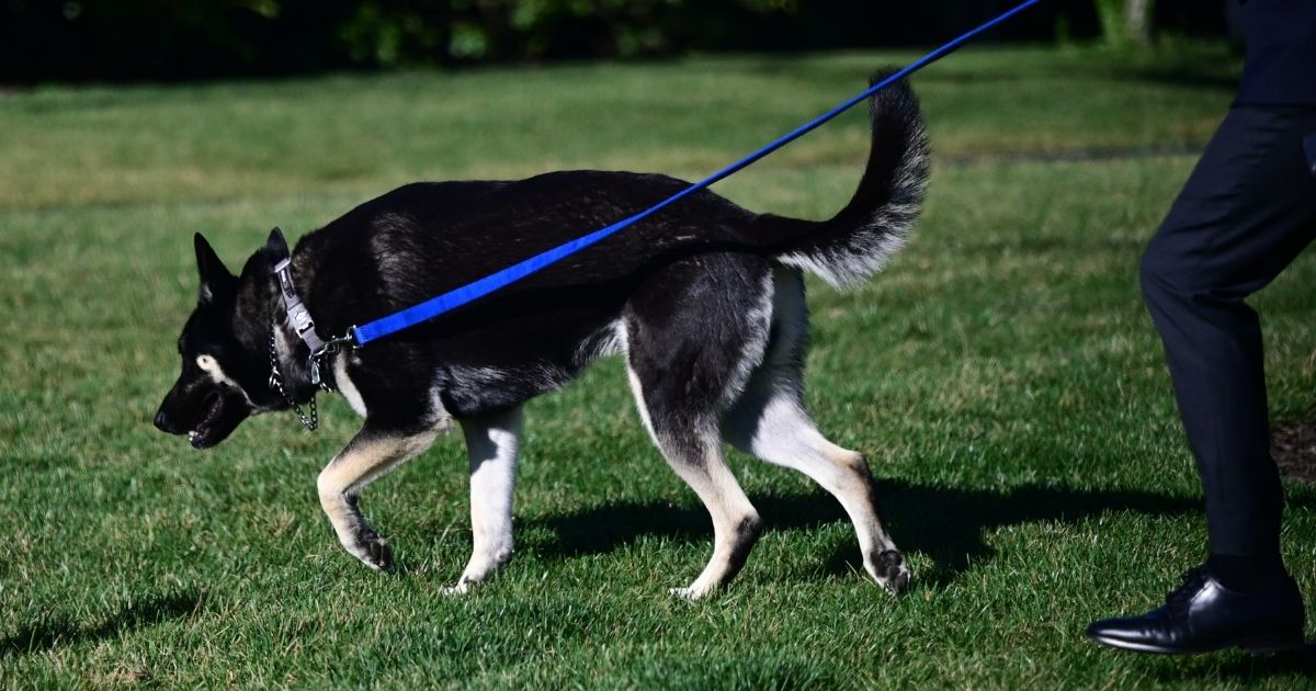 An aide walks President Joe Biden's dog Major on the South Lawn of the White House in Washington on Monday.