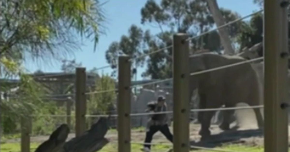 The 25-year-old father who entered the elephant exhibit runs from a charging elephant, carrying his daughter.
