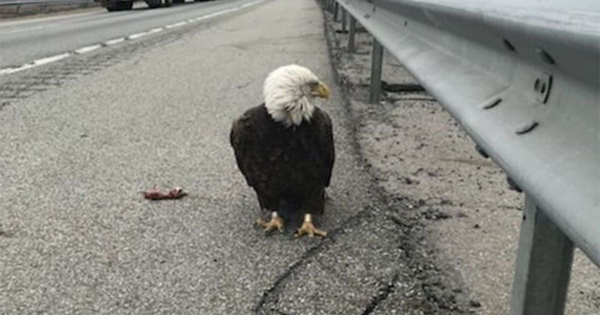 A 5-year-old male bald eagle was found on the side of the road and saved thanks to the efforts of multiple people, including Trooper Whalen with the New York State Police.