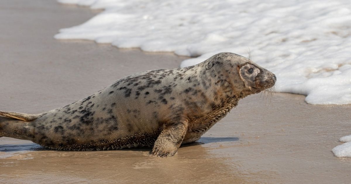 Eloise the seal pup was released back into the wild by the National Aquarium on April 7.