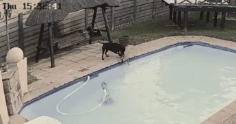 A 13-year-old Pomeranian named Chucky fell into a pool while his owners were out and was there for over half an hour before Jessie, another dog, managed to drag him out.