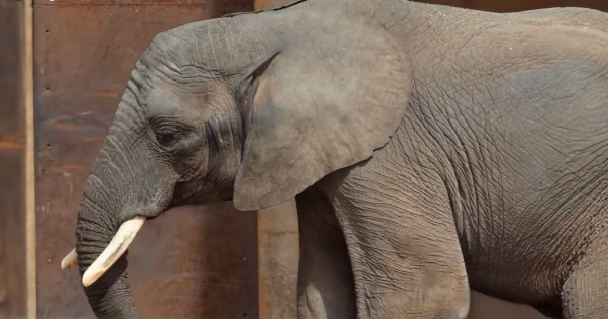 Lucas, a 9-year-old elephant at the Toledo Zoo who passed away this week