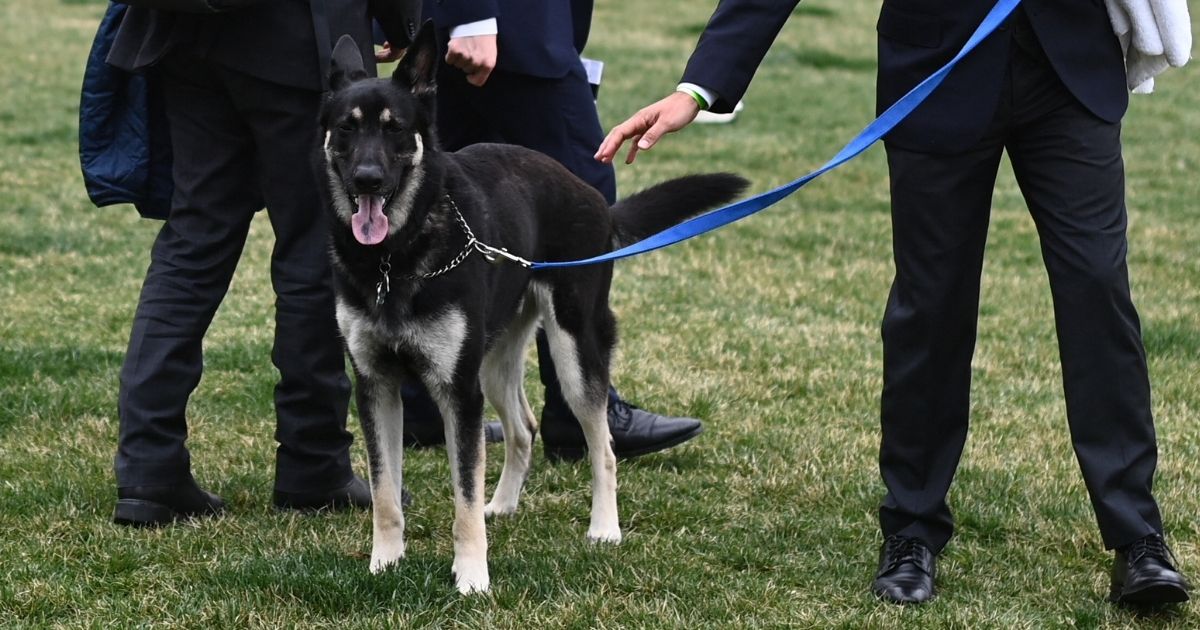 President Joe Biden's dog Major is seen on the South Lawn of the White House in Washington on Wednesday.