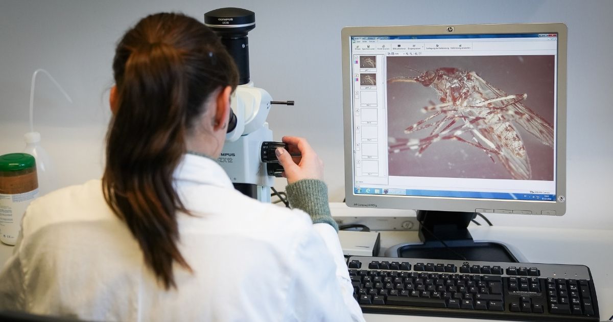 A scientist uses a microscope to categorize a mosquito in a laboratory of the Friedrich-Loeffler Institute in Greifswald on Dec. 2, 2019, in Greifswald, Germany.