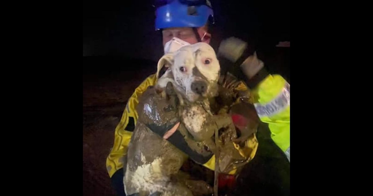 Sasha, a 6-month-old dog, was rescued after getting away from her owners and stuck under a pier.