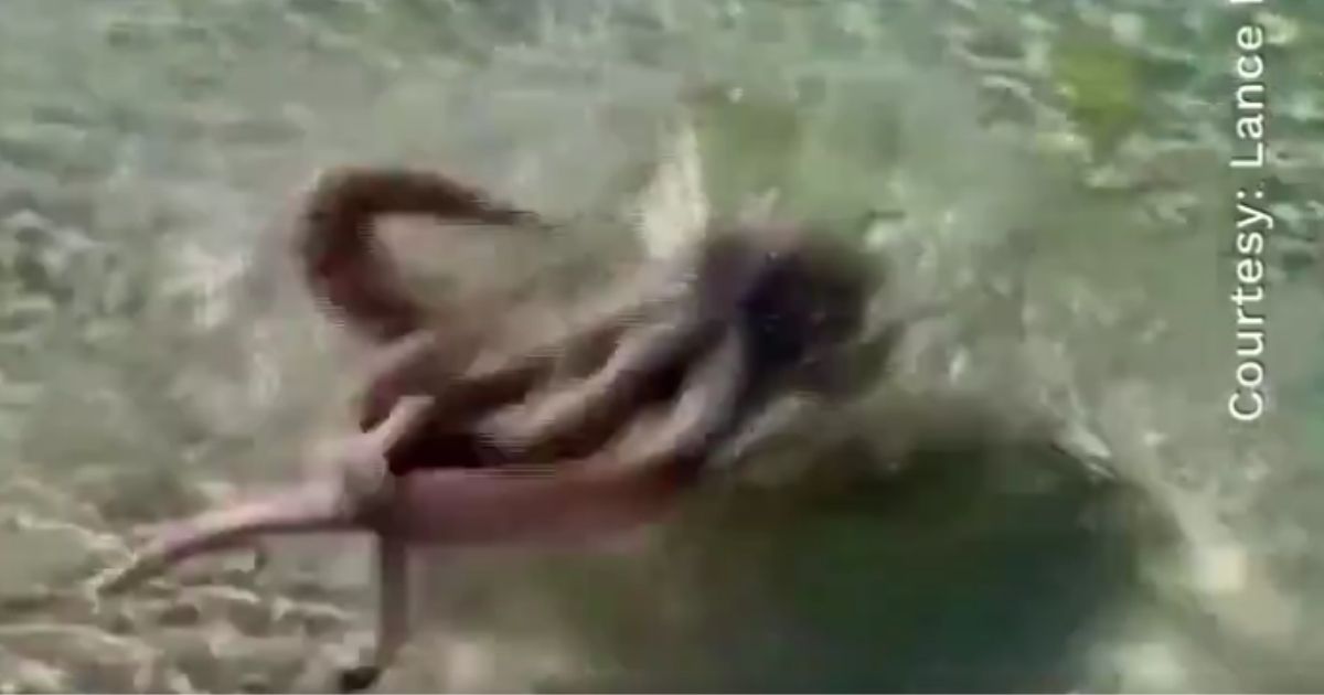 An octopus lashes out at beachgoer Lance Karlson in Western Australia recently. Later in the day, an octopus lashed out at Karlson again, leaving him with marks on his neck and arm.