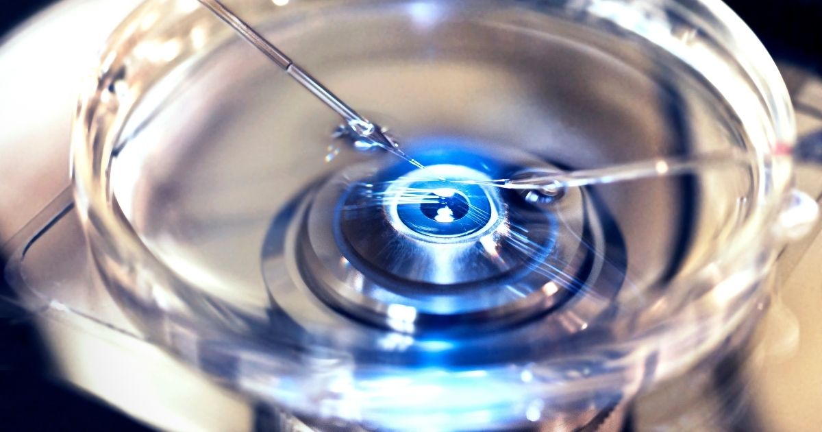 A close-up of in vitro fertilization, in which donor sperm is injected into a harvested egg cell to create an embryo.