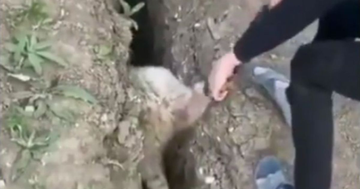 A boy pulls out by one leg a sheep that got stuck in a ravine.