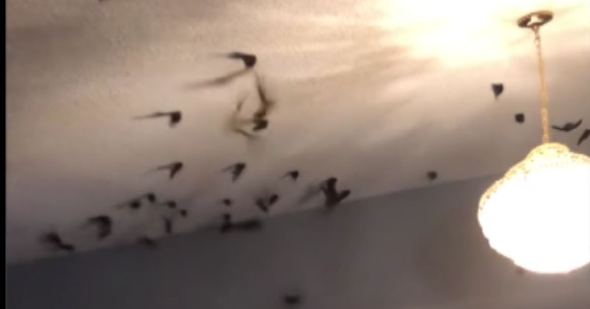 Birds invade a family's home in Torrance, California, on April 21, 2021.