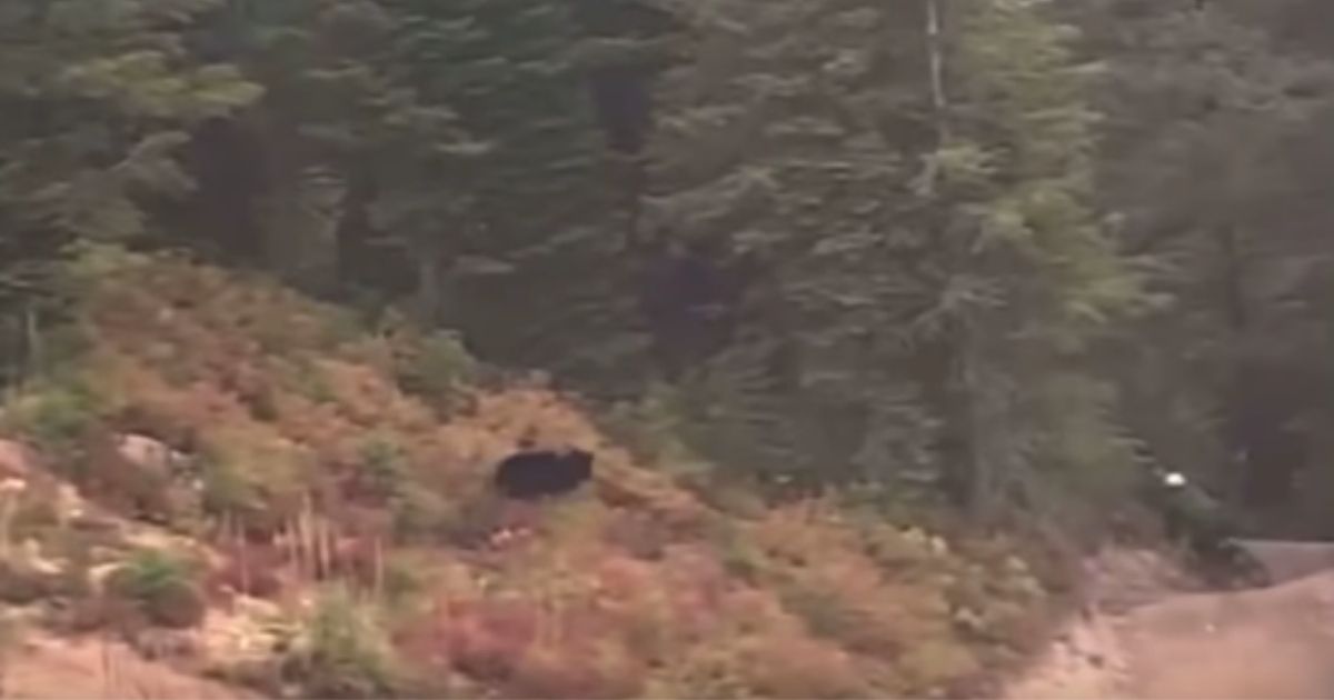 A black bear chases a mountain biker in Whitefish, Montana, in this still picture from a helicopter-cam video shared by the Montana Knife Company . The biker was not injured.