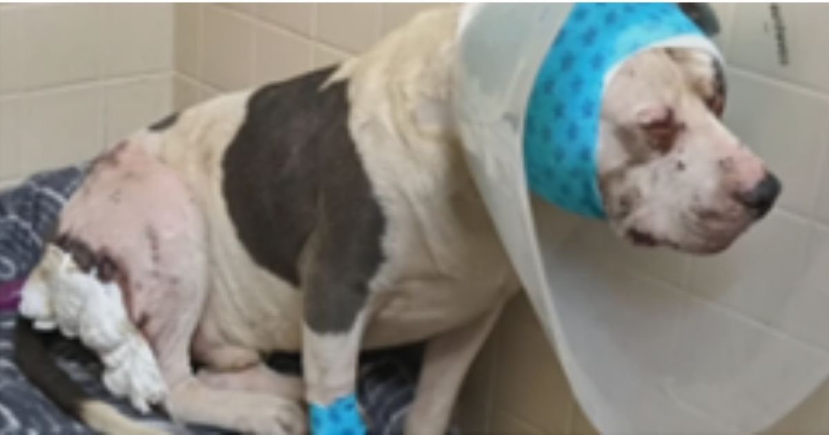 Beaste was burned after his owner allegedly poured gasoline on him and another dog in an attempt to break up their fighting.