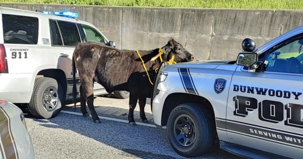 A cow stands between two police vehicles