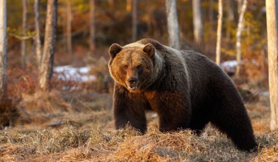 A man in Alaska nearly lost his life earlier this week when he bumped into a brown bear and it attacked him. A different bear is seen in the image above.
