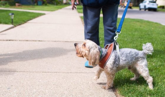 A small dog on a leash barks at something.