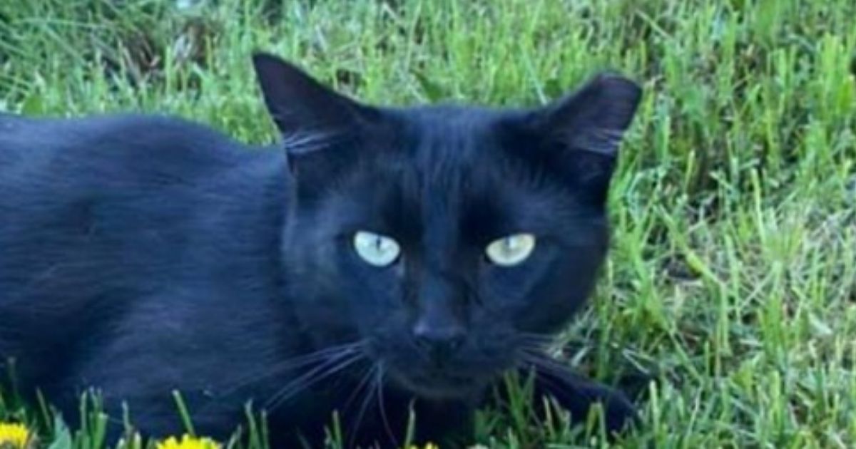Panther, a black cat who was trapped and moved, was found by a family who was very thankful for the reward money.