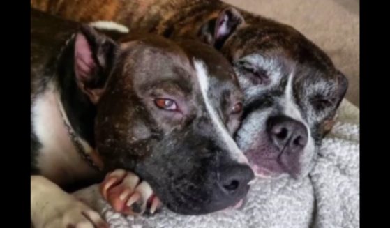 Two pitbulls may be sent back to their owner, after mauling a 7-year-old to death.