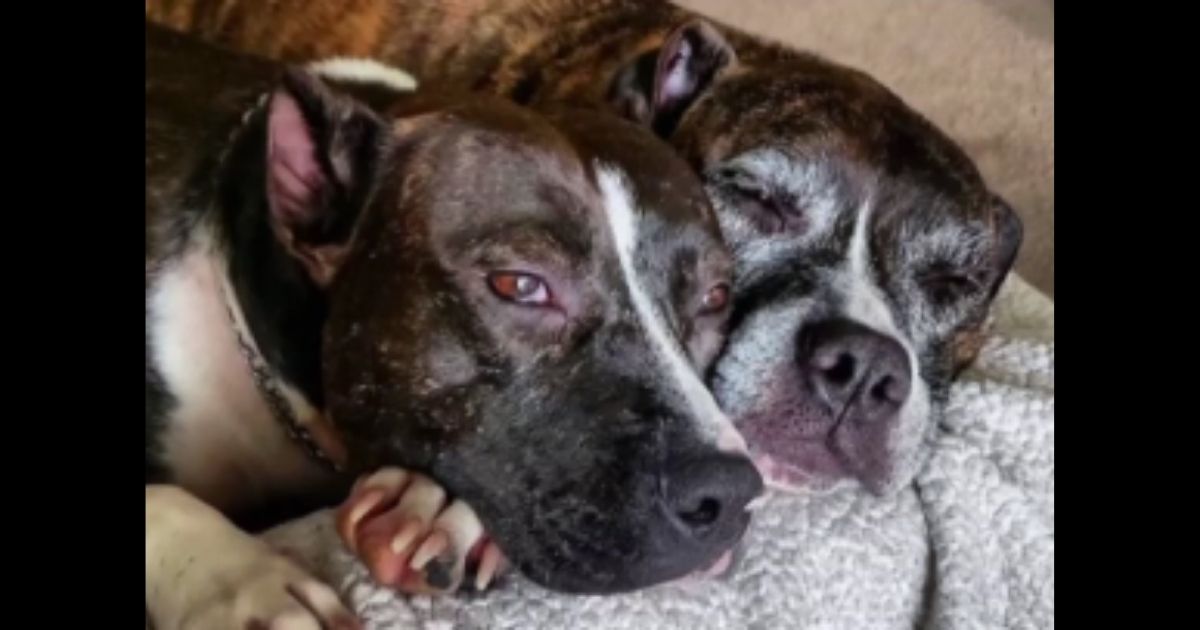 Two pitbulls may be sent back to their owner, after mauling a 7-year-old to death.