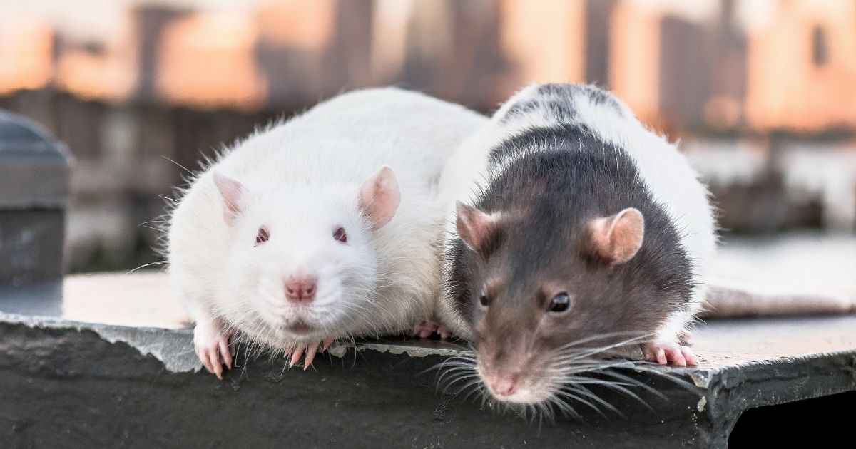 The above stock photo shows two rats in Jersey City, New Jersey on June 11, 2017.