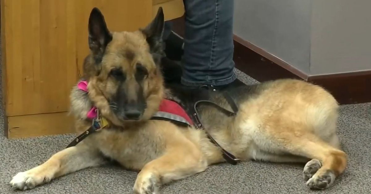 TT, a service dog whose tail was broken while she was being groomed, necessitating amputation, lies by her owner during the hearing.