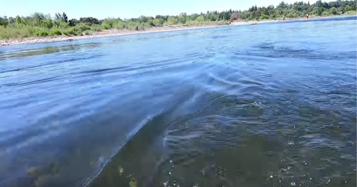Carl Bly, a diver in Sacramento, spotted two pacific lampreys in the American River, which are known as the "vampire fish."