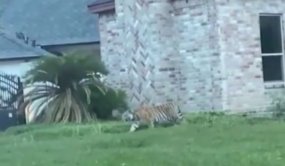 A tiger got loose in a Houston neighborhood. The current whereabouts of the large cat are unknown.