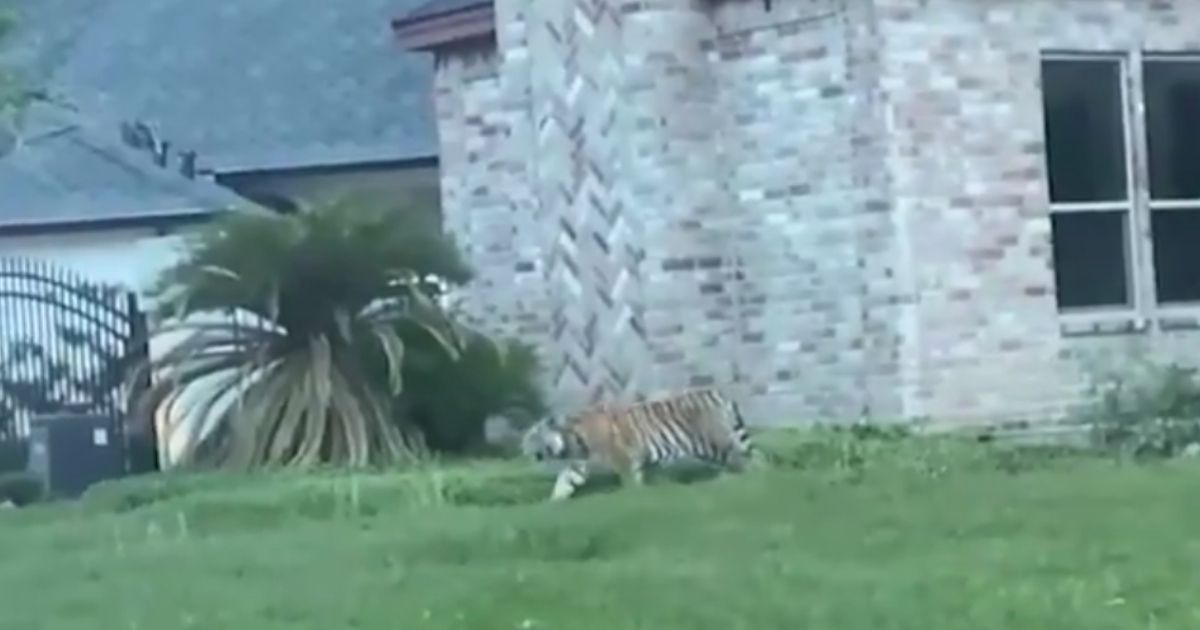 A tiger got loose in a Houston neighborhood. The current whereabouts of the large cat are unknown.
