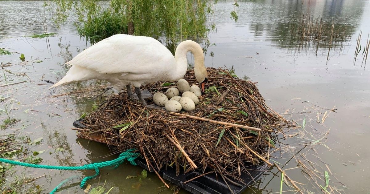 A swan tends to her eggs, which were rescued during a flood by a local known as "the swan man."