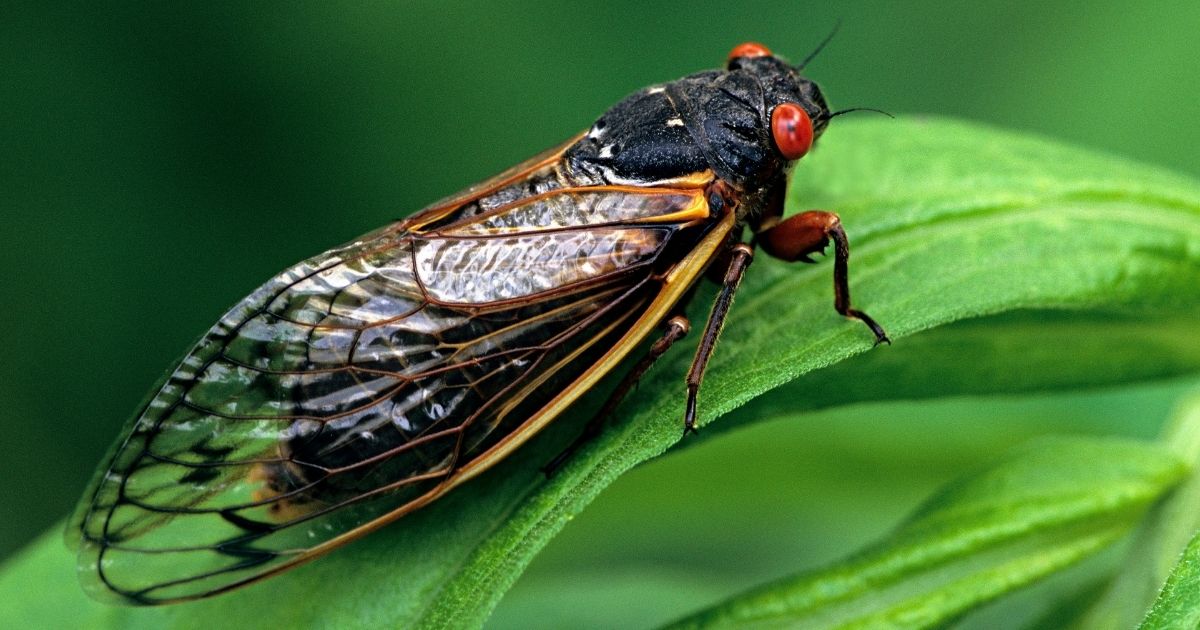 A cicada requires 17 years to complete its development.