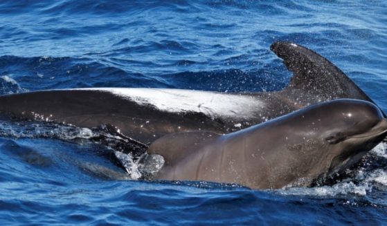 A bottlenose dolphin appears to take a new-born pilot whale 'under its flipper' in a social media picture posted by researchers in New Zealand on Feb. 26, 2021.