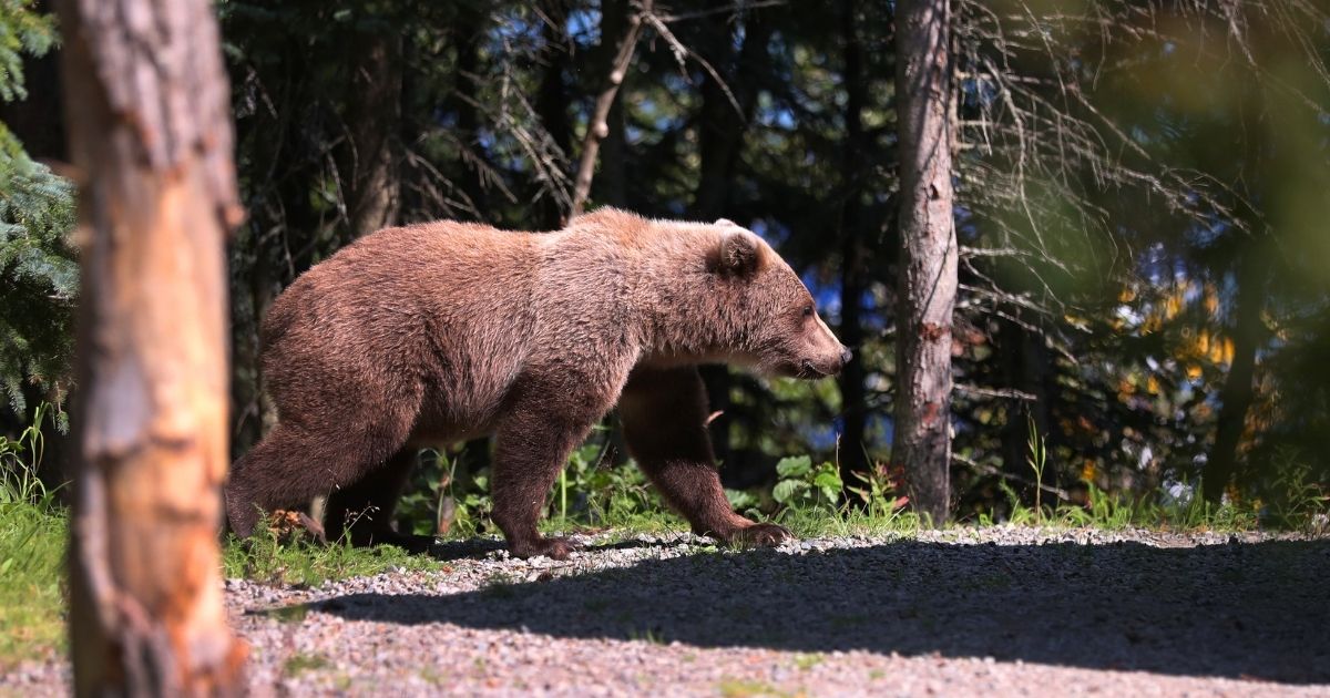 A brown bear is seen at Katmai National Park on Aug. 14, 2020, in King Salmon, Alaska.