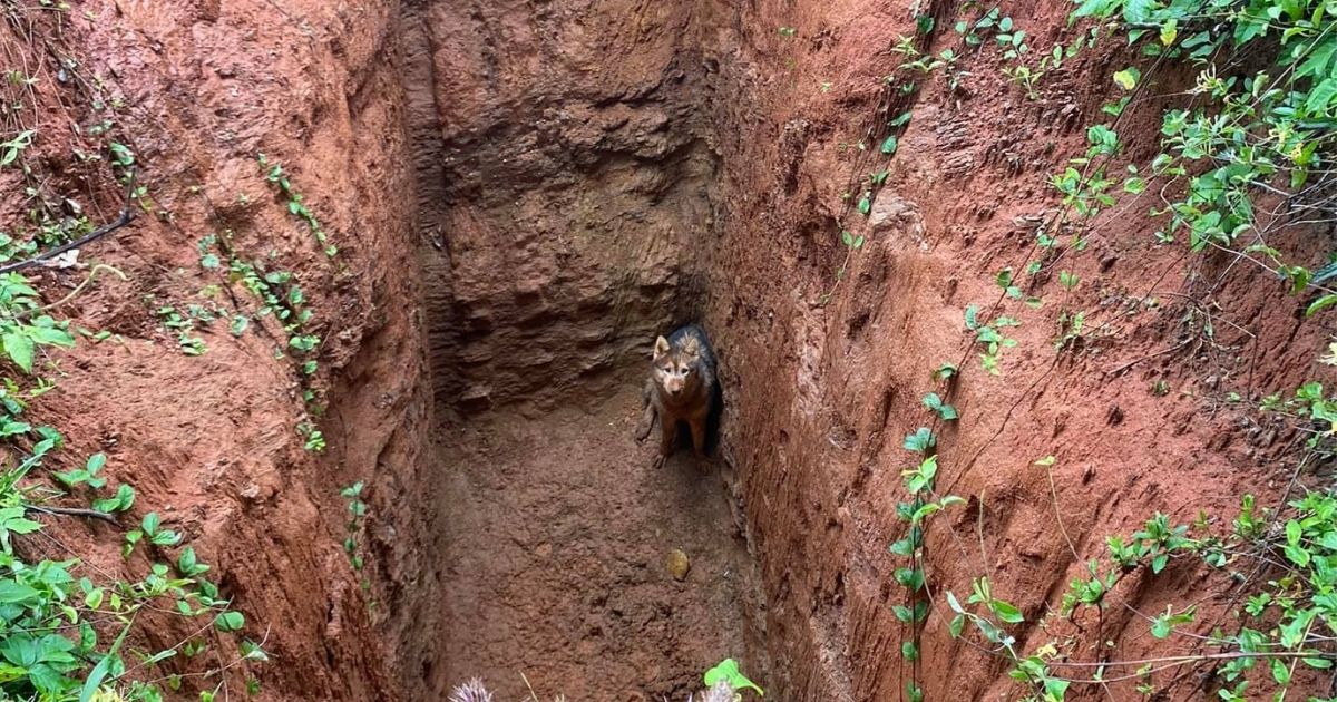 A Siberian Husky named Kira who was stuck at the bottom of a deep pit was rescued on May 12, 2021, by a man who was working on the property.
