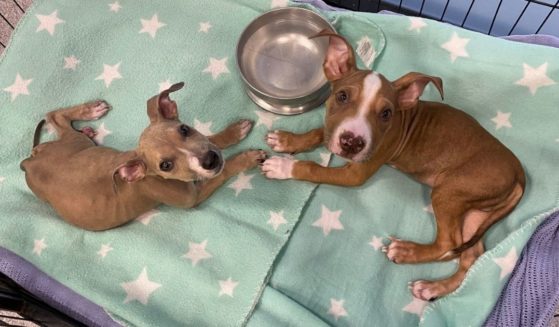 Roo and Ula, two puppies who were emaciated after being fed rice and chickpeas for several months, are pictured.