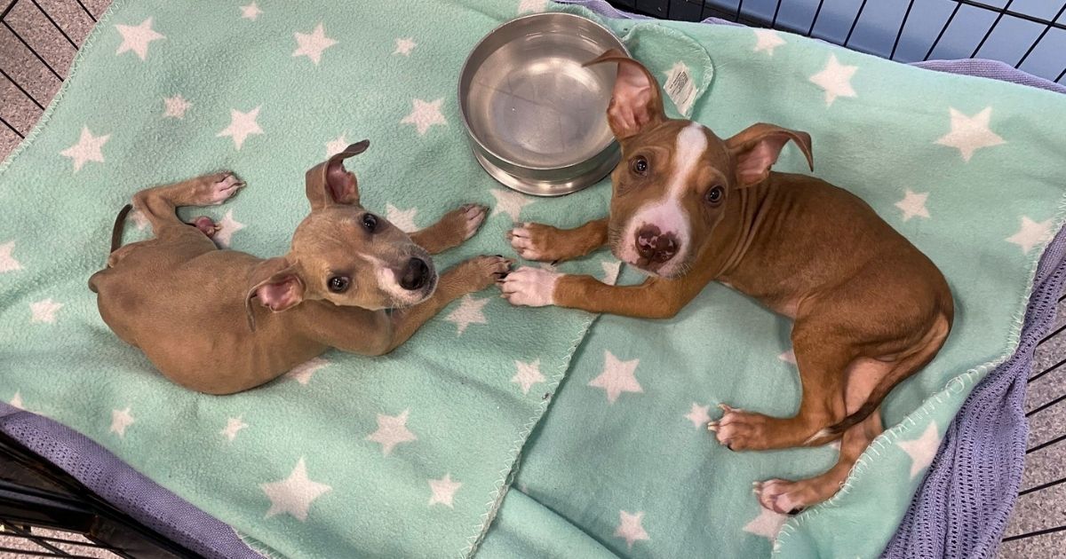 Roo and Ula, two puppies who were emaciated after being fed rice and chickpeas for several months, are pictured.