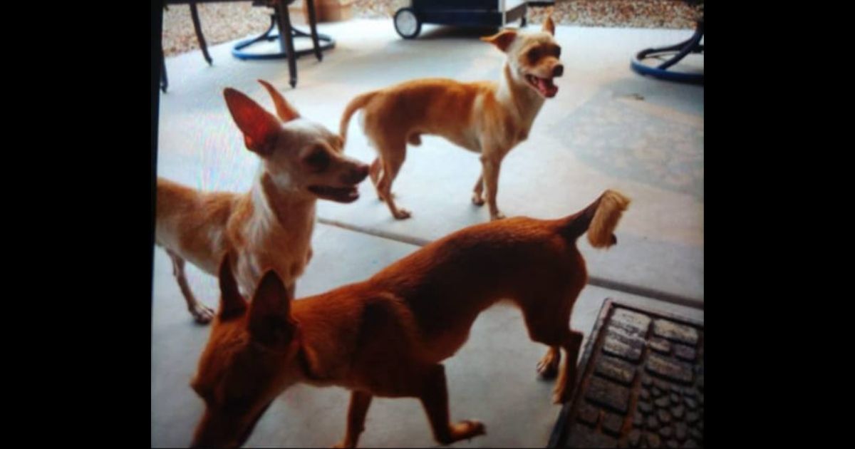 The three dogs that were discovered tied together, bagged and dumped next to a Walmart dumpster in Mesa, Arizona.