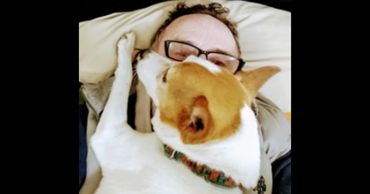 Alice, a 14-year-old Jack Russell and John Hickey's faithful companion, who was reportedly killed in a random attack on Saturday.