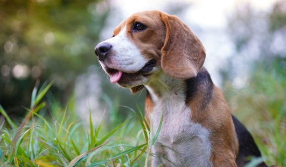 An adorable beagle dog sitting outdoors in a park.